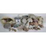 A collection of exotic and decorative shells, 30 plus items, the largest 23cm wide,