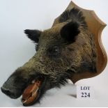 Taxidermy: wild boar's head, with tusks, mounted on a light oak shield shaped plaque.