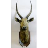 An African antelope taxidermy bust of an impressive size,