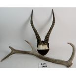A pair of decorative horns mounted on a