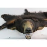 A bear skin rug, from a North American black bear (Ursus Americanus) Vintage,