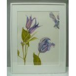 LOUISE WALKER "Clematis", Watercolour painting, signed with seal, 70cm x 54cm, in white plain frame,