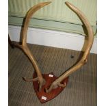 A PAIR OF STAG ANTLERS mounted onto a wooden shield