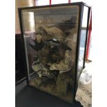 Five taxidermy birds in glass case.