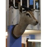 Taxidermy; mounted study of an Antelope