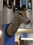 Taxidermy; mounted study of an Antelope