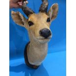 Taxidermy; study of an Antelope