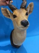 Taxidermy; study of an Antelope