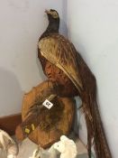 Taxidermy pheasant