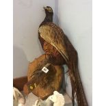 Taxidermy pheasant