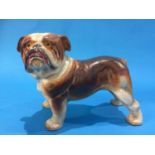 Model of a Bulldog