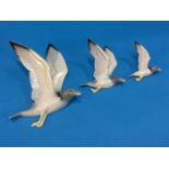 A set of three Poole graduated 'Gulls'