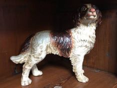 A cast spaniel