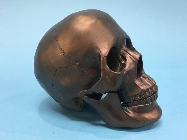 Model of a skull