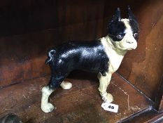 Cast French Bulldog / Boston terrier