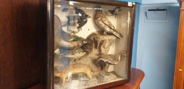 Taxidermy, a case full of stuffed birds