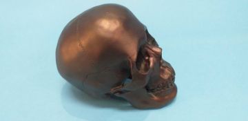 Model of a skull