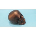 Model of a skull