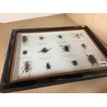 Framed and mounted insects