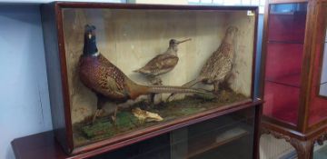 Taxidermy, a large case full of pheasants