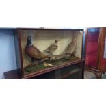 Taxidermy, a large case full of pheasants