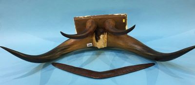 A large set of water buffalo horns and a boomerang