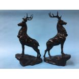 A pair of stags
