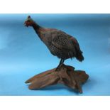 Taxidermy of a Plymouth Rock chicken