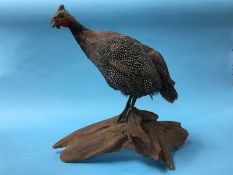 Taxidermy of a Plymouth Rock chicken