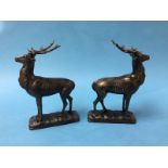 Pair of stags