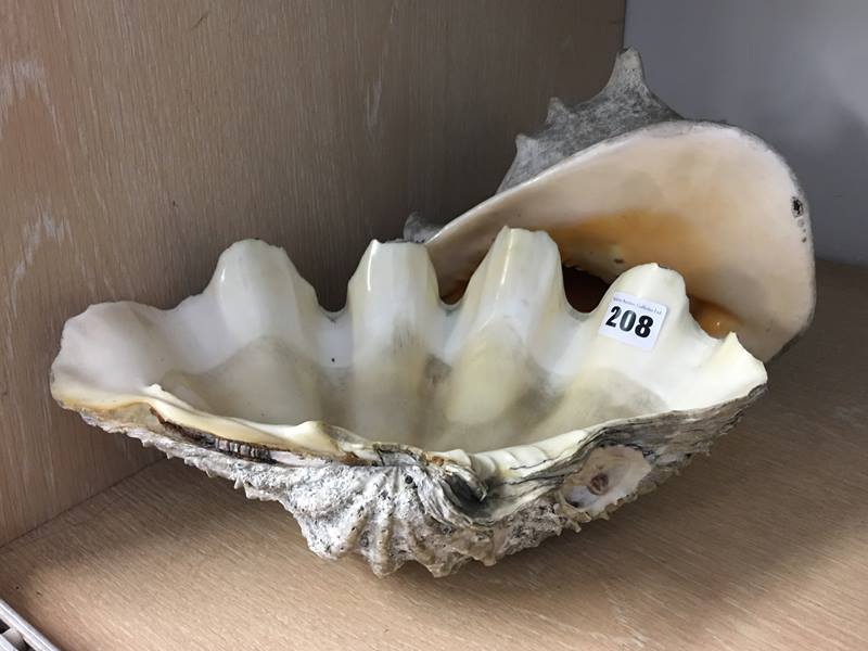 Conch shell and one other