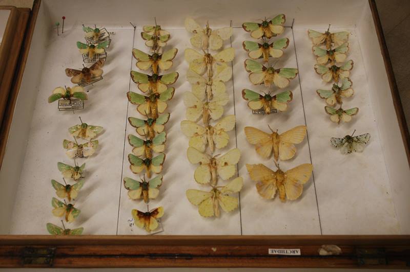 Two boxes containing butterflies - Image 5 of 6