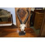Mounted Antelope skull