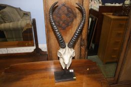 Mounted Antelope skull