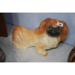 Model Pekinese