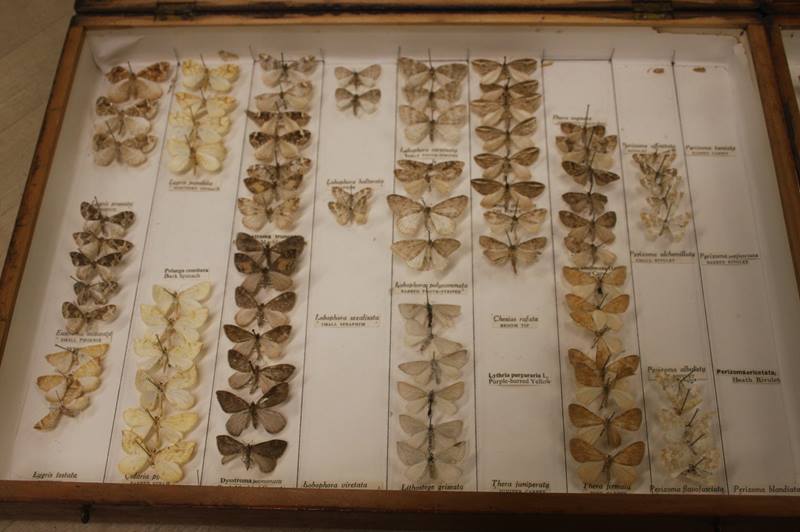 Two boxes containing butterflies - Image 4 of 6
