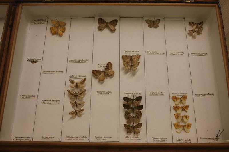 Two boxes containing butterflies - Image 6 of 6