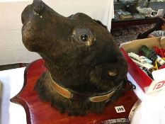 Taxidermy study of a Newfoundland, leather collar, with brass roundel, bears inscription 'H