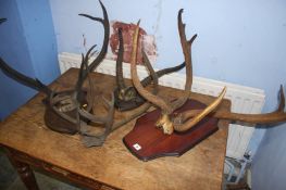 Four sets of mounted horns