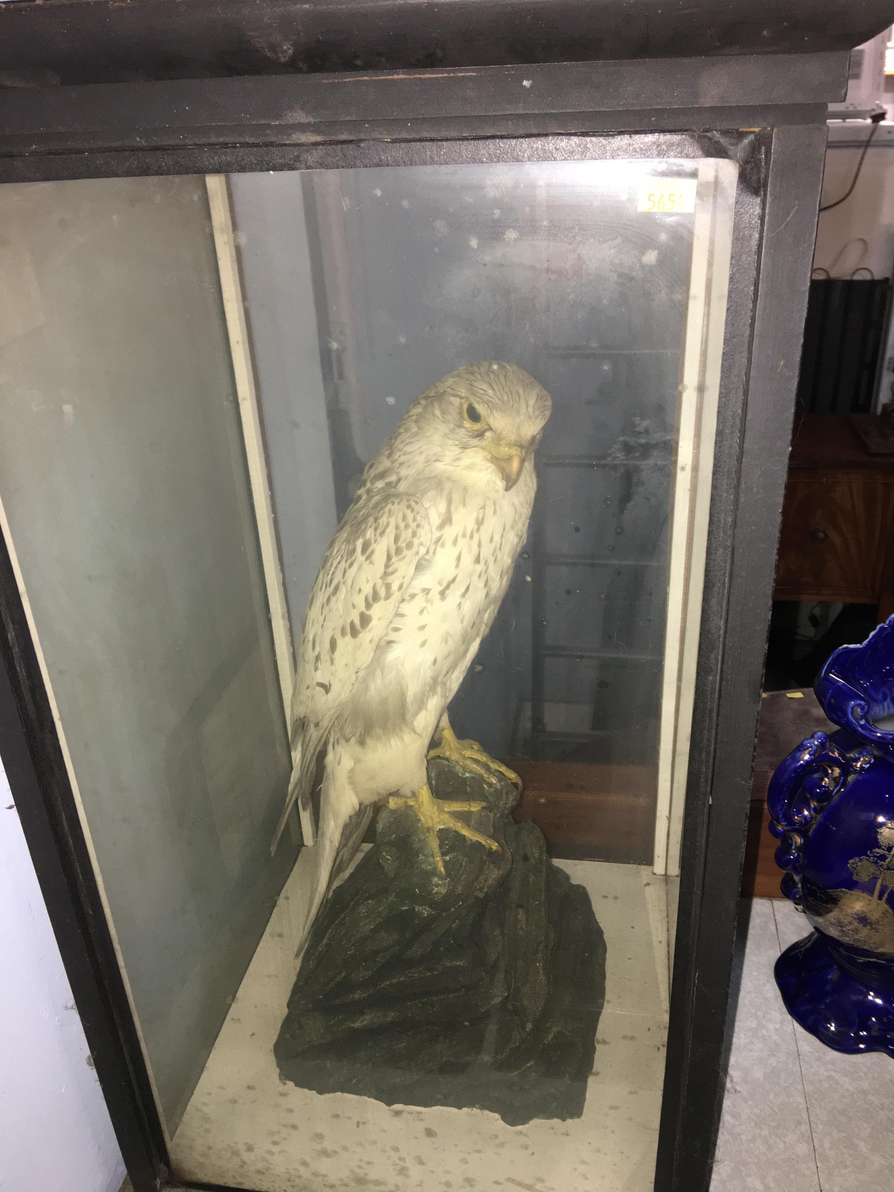 Taxidermy study of a Gyrfalcon - Image 3 of 7