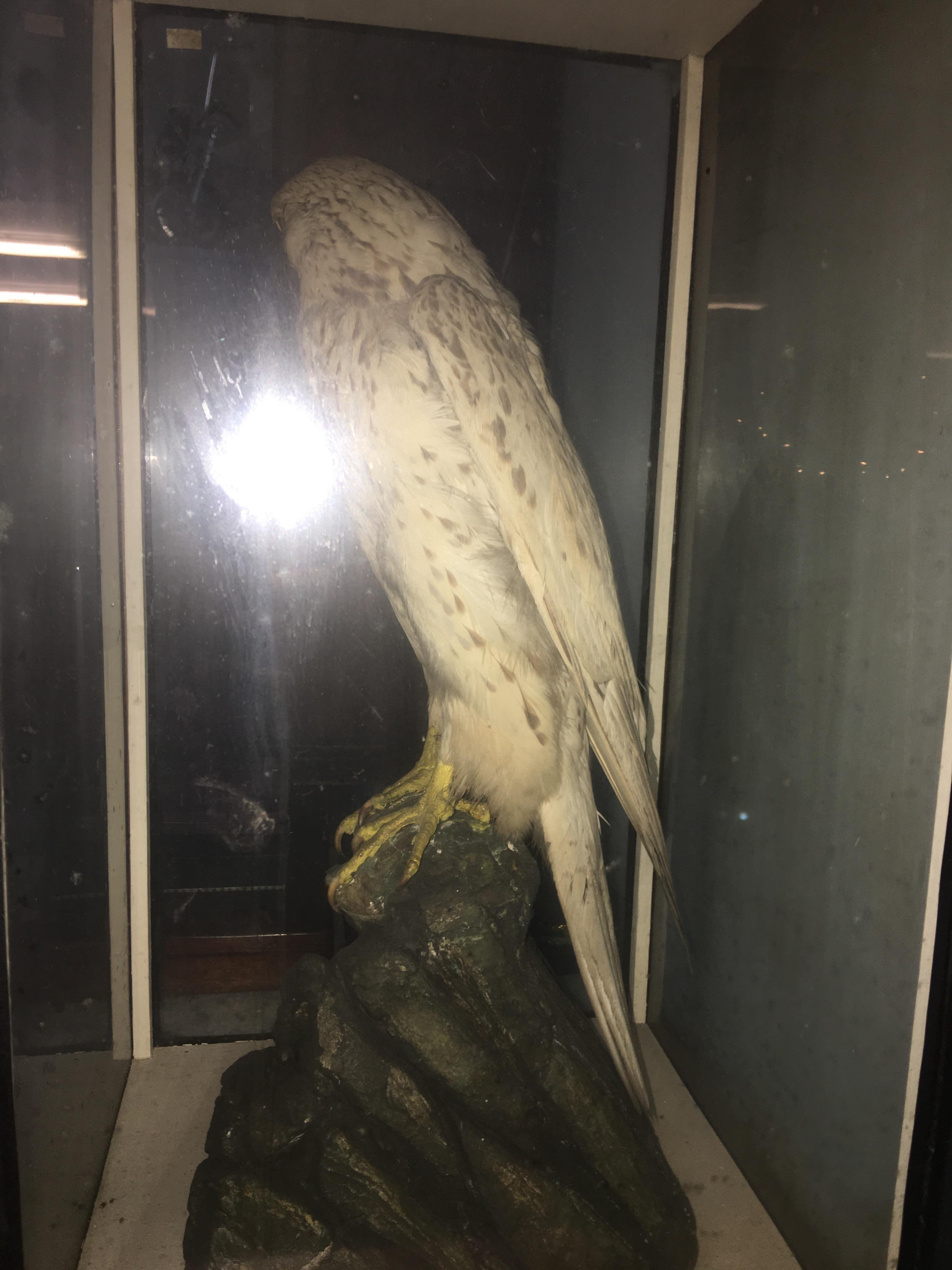 Taxidermy study of a Gyrfalcon - Image 6 of 7