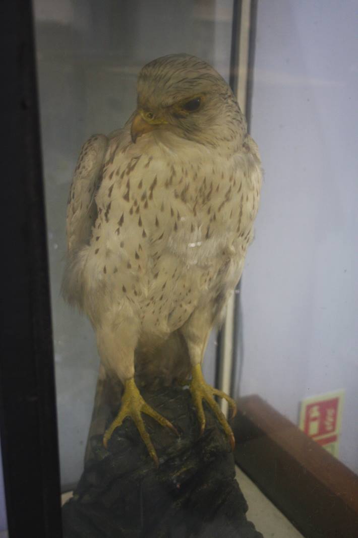 Taxidermy study of a Gyrfalcon - Image 2 of 7