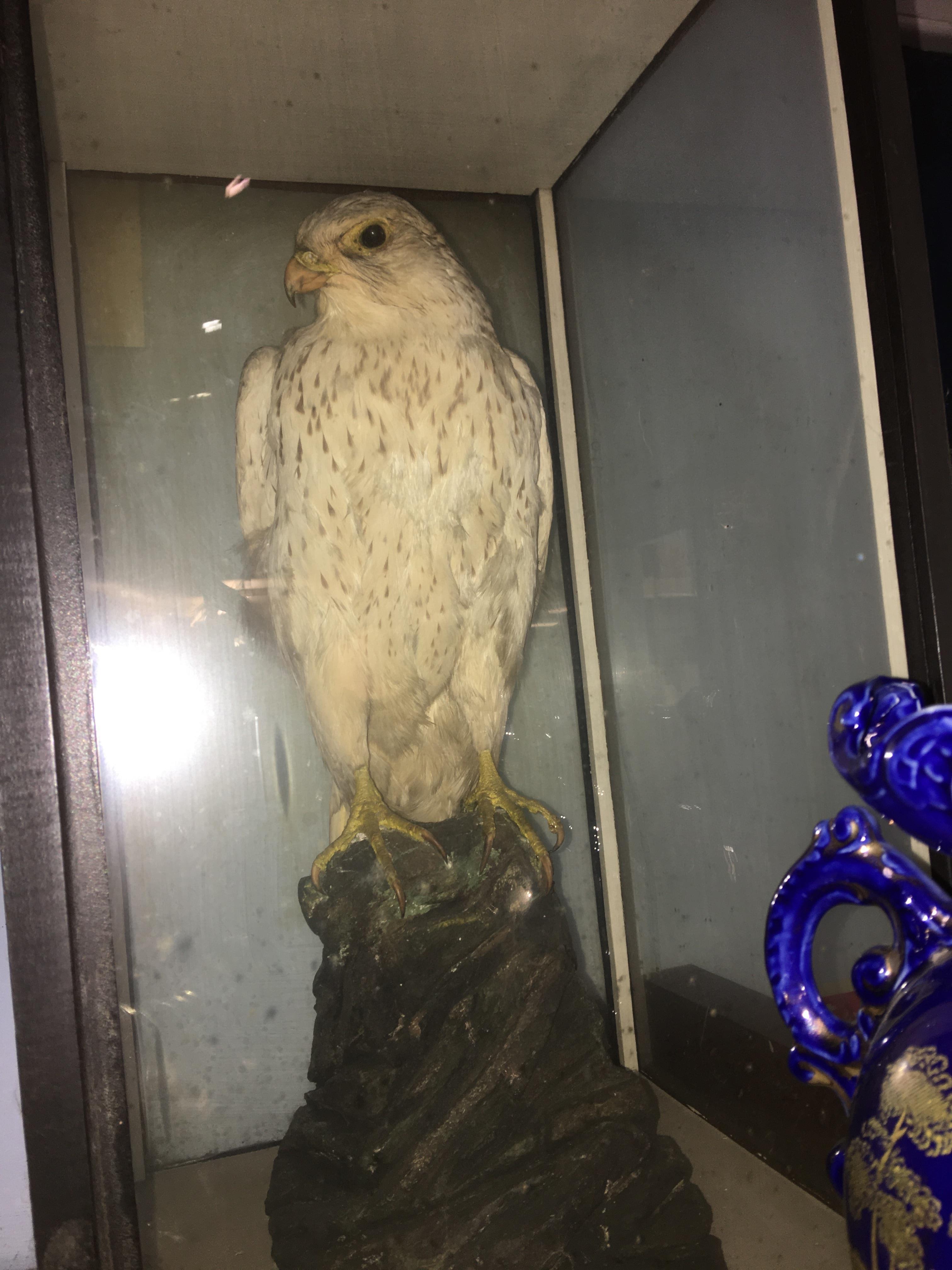 Taxidermy study of a Gyrfalcon - Image 5 of 7