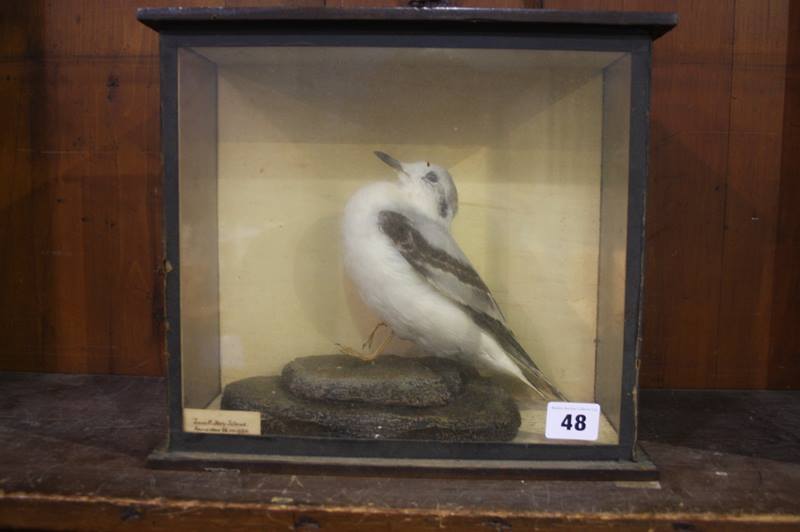 Taxidermy of a tern, with label 'Imm male Holy Island, Found dead 26 / XII / 1934'