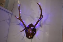 Pair of mounted antlers