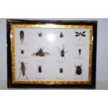 Insect specimens