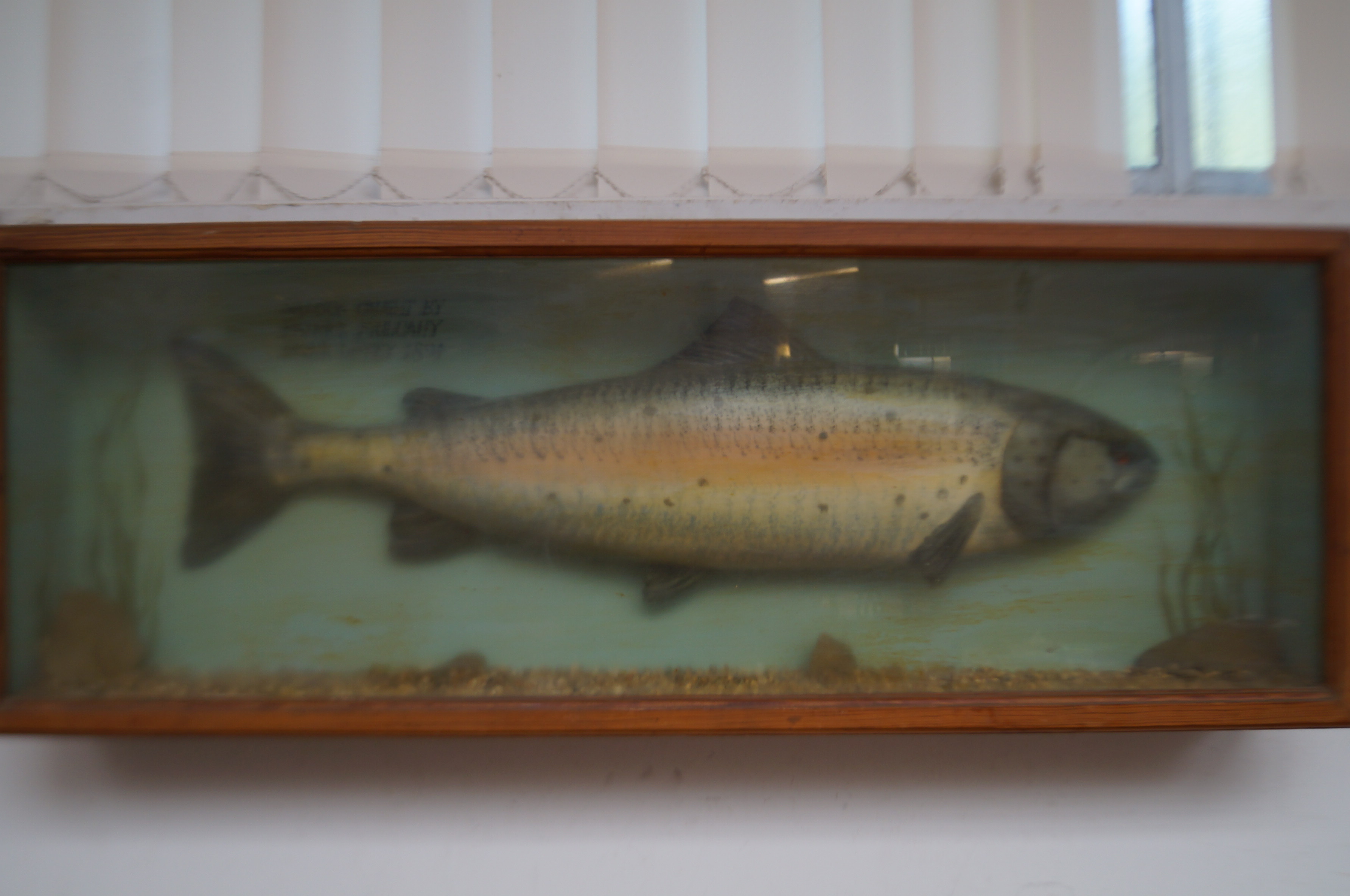 Large simulated taxidermy study of a salmon in a g