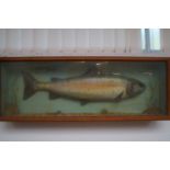 Large simulated taxidermy study of a salmon in a g