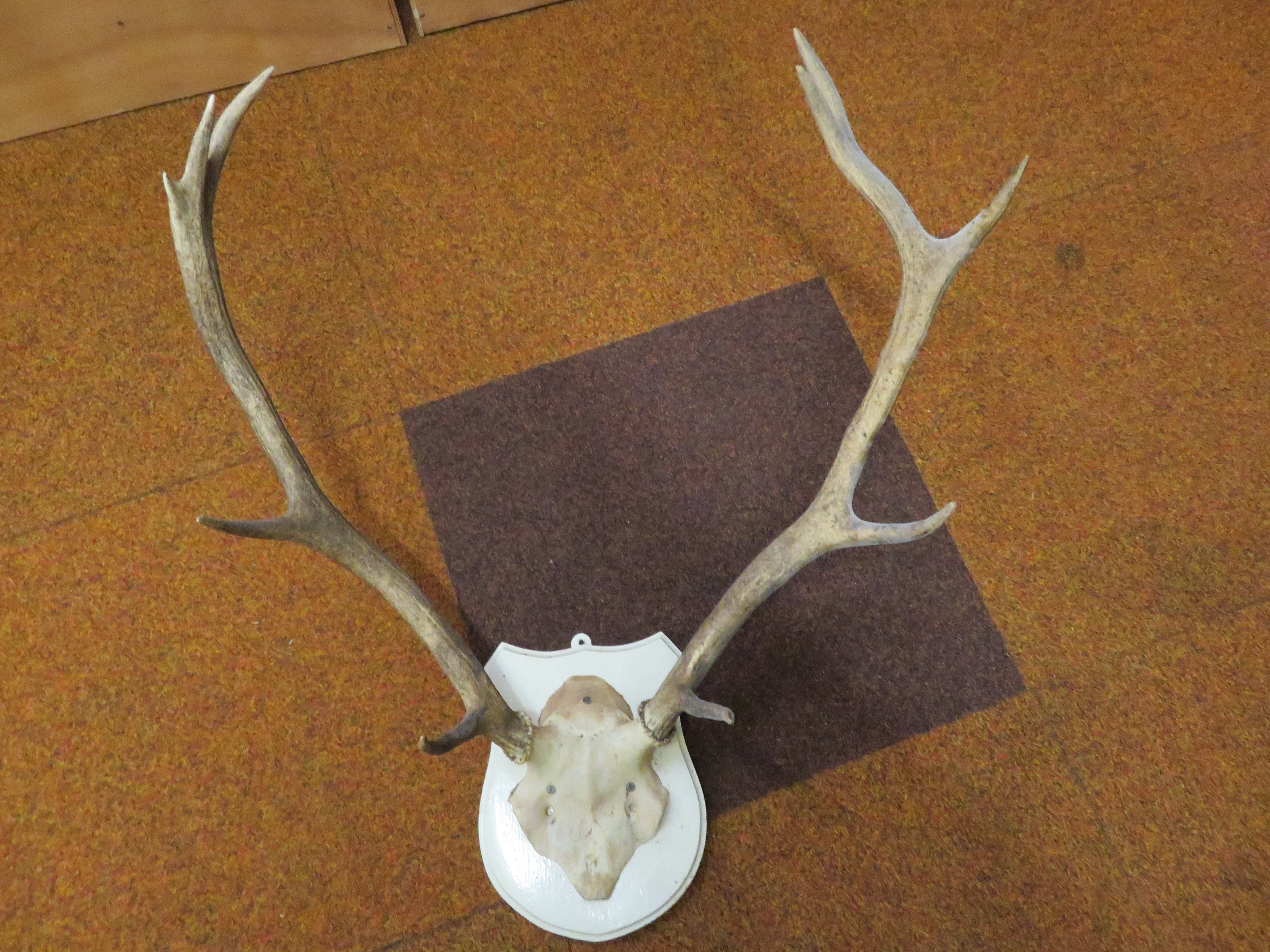 Set of deers antlers