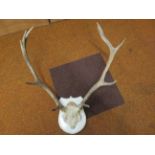 Set of deers antlers